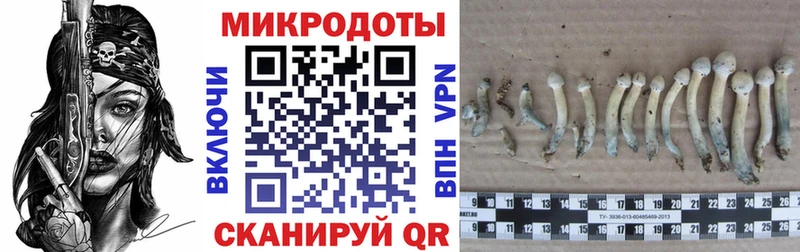 Псилоцибиновые грибы MAGIC MUSHROOMS  darknet наркотические препараты  Бийск 